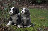 BEARDED COLLIE 463